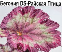 Бегония DS-Райская Птица