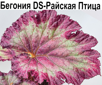Бегония DS-Райская Птица (Е. Еникеева)