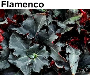 Бегония Flamenco