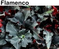 Бегония Flamenco