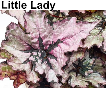 Бегония Little Lady
