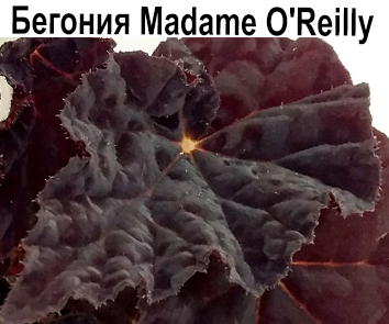 Бегония Madame O'Reilly