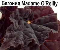 Бегония Madame O'Reilly
