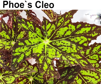 Бегония Phoe's Cleo