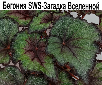 Бегония SWS-Загадка Вселенной  НОВИНКА