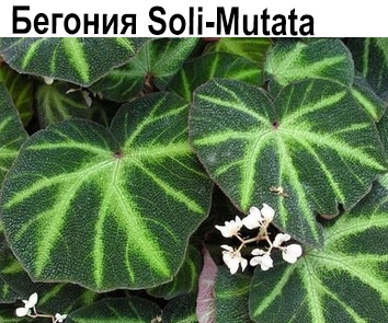 Бегония природная Soli Mutata