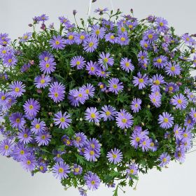 Брахикома Blue