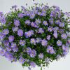 Брахикома Blue