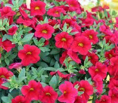 КАЛИБРАХОА CALIPETITE Red