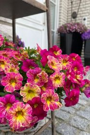 КАЛИБРАХОА CHAMELEON Pink Splash Impr.