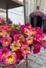 КАЛИБРАХОА CHAMELEON Pink Splash Impr.
