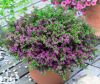 Куфея Purple