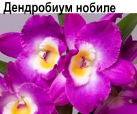 Дендробиум нобиле