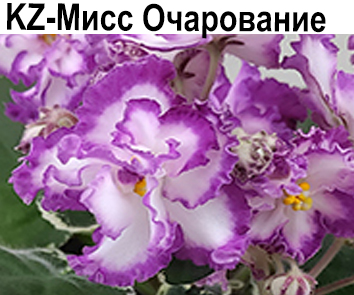 KZ-Мисс Очарование (Заикина)