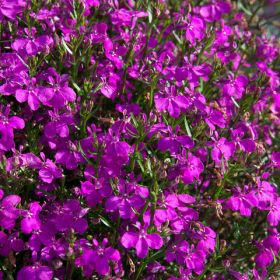 Лобелия HOT + Electric Purple