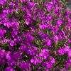 Лобелия HOT + Electric Purple
