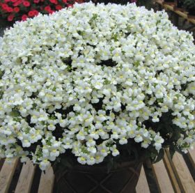 Немезия SUNPEDDLE White Perfume