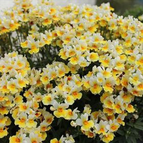 Немезия SUNPEDDLE Yellow White