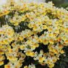 Немезия SUNPEDDLE Yellow White
