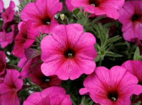 Петхоа BEAUTICAL Purple Dawn