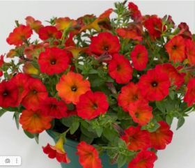 Петхоа BEAUTICAL Red Maple