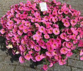 Петхоа BEAUTICAL Sunray Pink