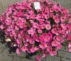 Петхоа BEAUTICAL Sunray Pink