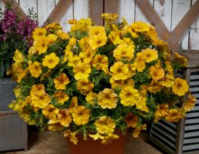 Петхоа BEAUTICAL Yellow Sun