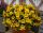Петхоа BEAUTICAL Yellow Sun
