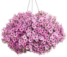 ПЕТУНИЯ BUBBLES Butterfly