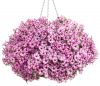 ПЕТУНИЯ BUBBLES Butterfly