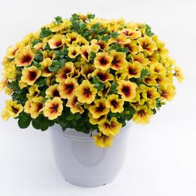 ПЕТУНИЯ CRAZYTUNIA Bananarama