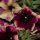 ПЕТУНИЯ CRAZYTUNIA Blackberry Cheesecake