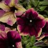 ПЕТУНИЯ CRAZYTUNIA Blackberry Cheesecake