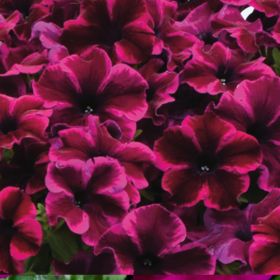 ПЕТУНИЯ CRAZYTUNIA Cosmic Purple