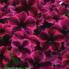 ПЕТУНИЯ CRAZYTUNIA Cosmic Purple