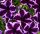 ПЕТУНИЯ CRAZYTUNIA Cosmic Violet