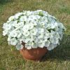 ПЕТУНИЯ OVATION White