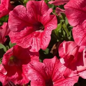 СУРФИНИЯ SURFINIA Trailing Hot Pink Cherry
