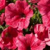 СУРФИНИЯ SURFINIA Trailing Hot Pink Cherry