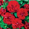 СУРФИНИЯ SURFINIA DOUBLE Red