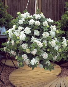 СУРФИНИЯ SURFINIA DOUBLE White
