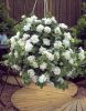 СУРФИНИЯ SURFINIA DOUBLE White