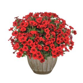 СУРФИНИЯ SURFINIA TABLE Dark Red