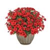 СУРФИНИЯ SURFINIA TABLE Dark Red