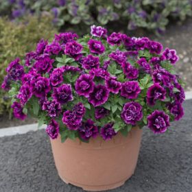ПЕТУНИЯ TUMBELINA COMPACT Julianna