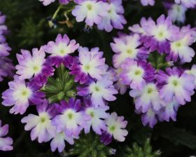 Вербена TIARA MICKEY Blue Lavender