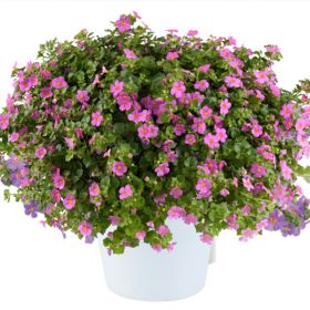 Бакопа Scopia Gulliver Compact Rosa