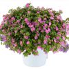 Бакопа Scopia Gulliver Compact Rosa