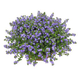 Бакопа Scopia Double Indigo